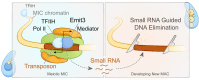 Graphical Abstract