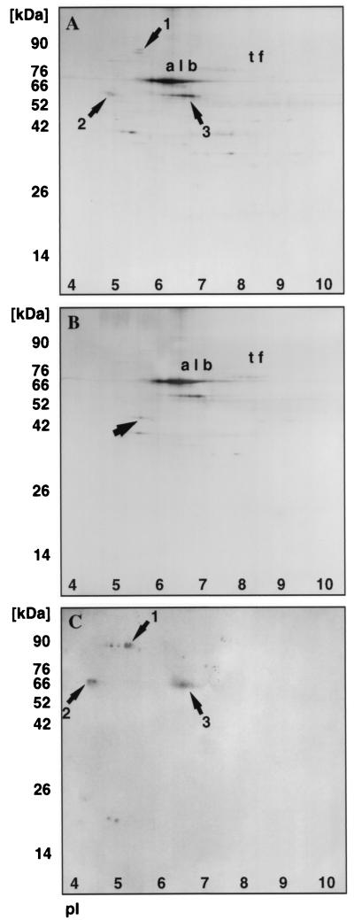 FIG. 3