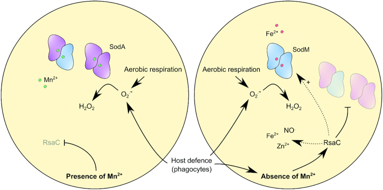 Figure 7.