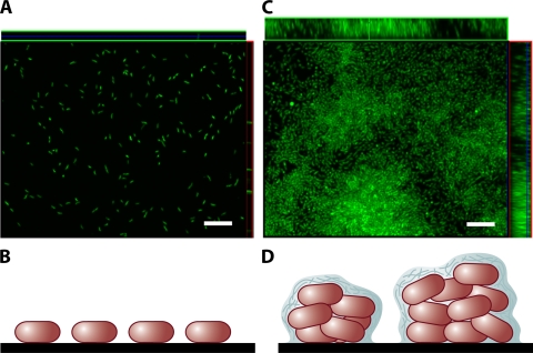 FIG. 1.