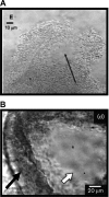 FIG. 13.