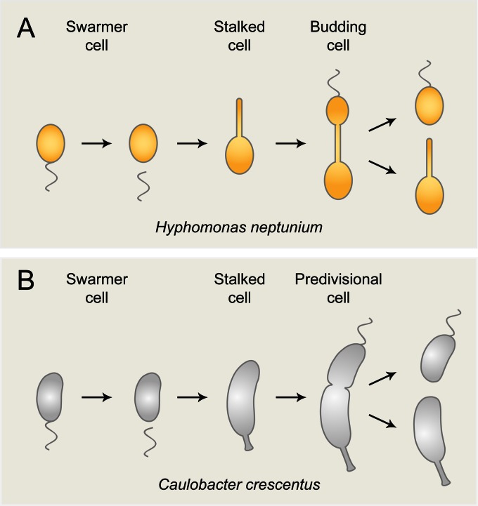 FIG 1