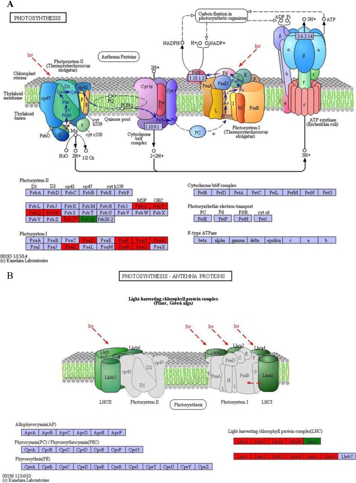 Fig. 10