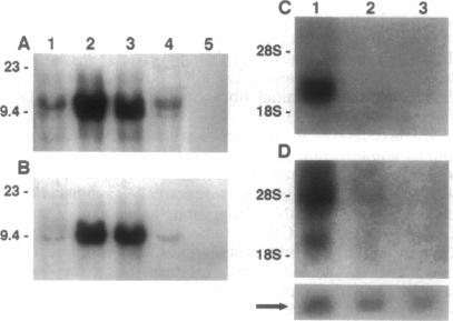 graphic file with name pnas01141-0405-a.jpg