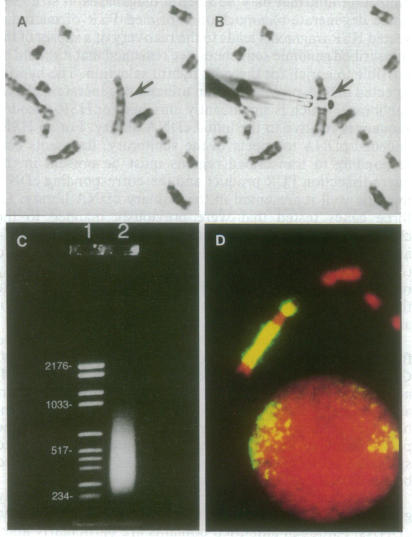 graphic file with name pnas01141-0404-a.jpg