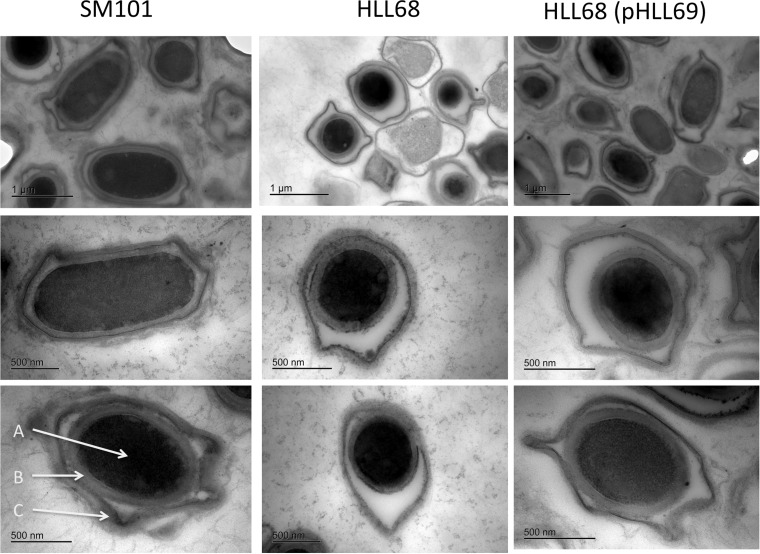 FIG 6