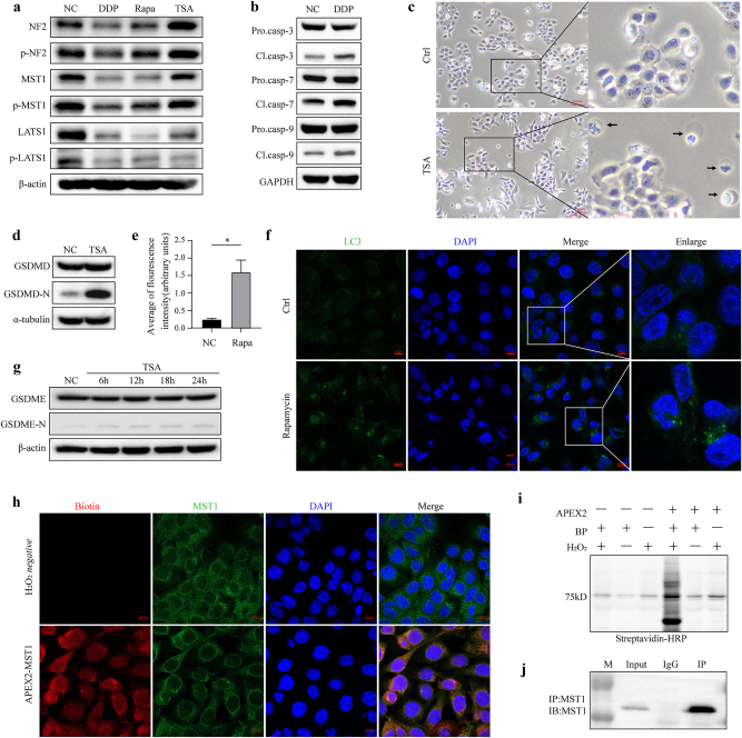 Figure 2: