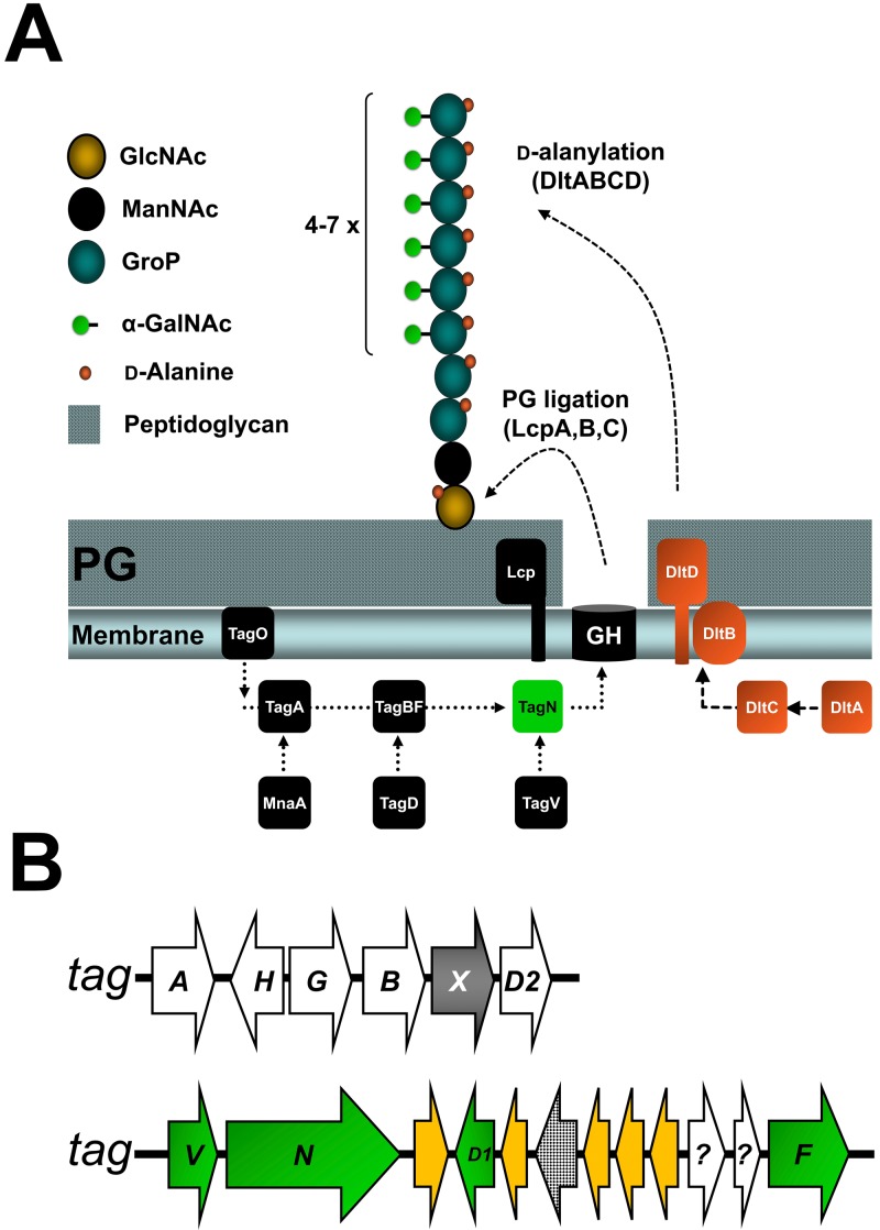 FIG 1 