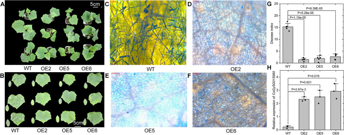 Fig. 4