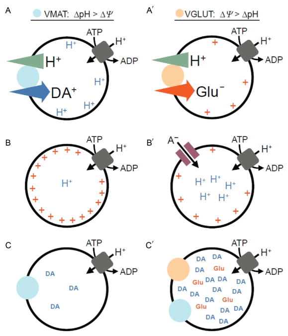 FIGURE 5