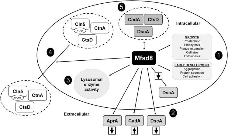 FIGURE 10