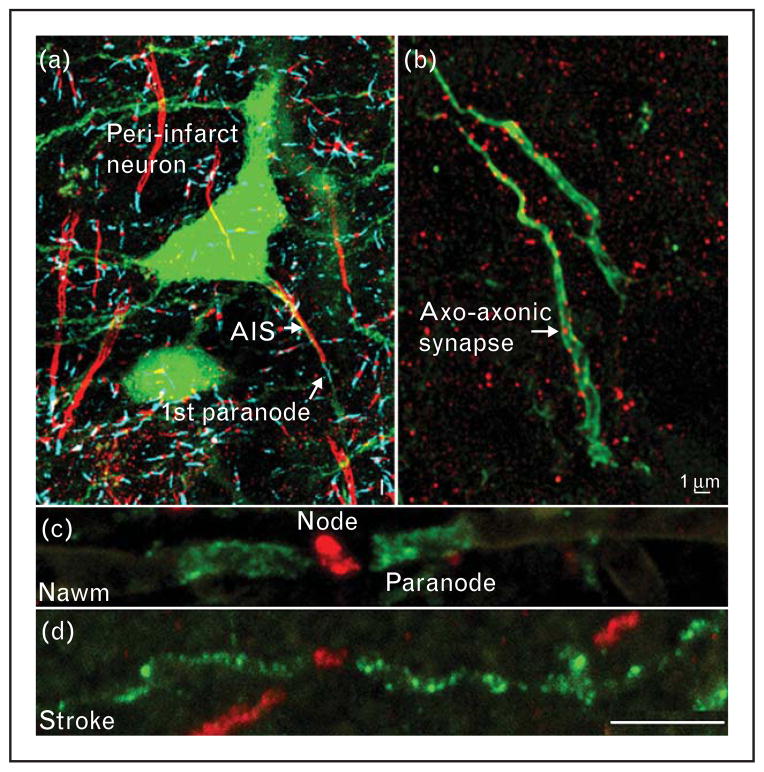 FIGURE 1