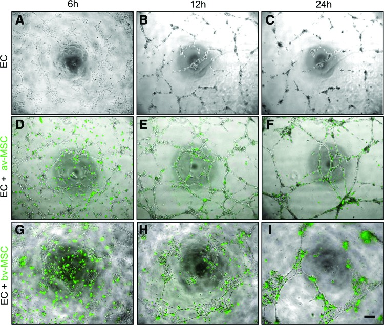 FIG. 12.