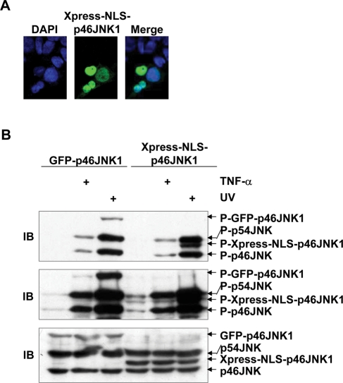 FIGURE 4: