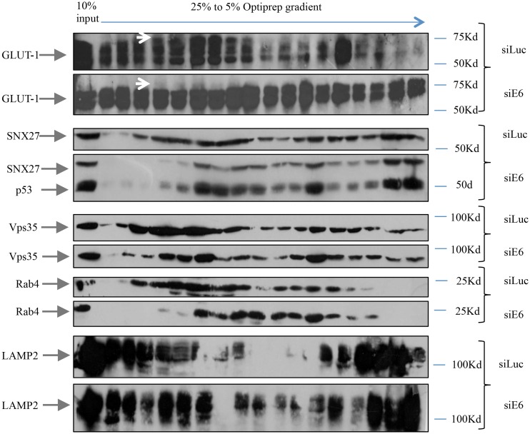 Fig 8