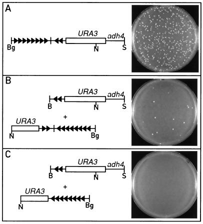 FIG. 6