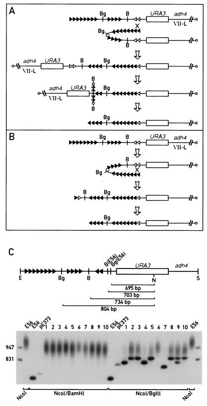 FIG. 5