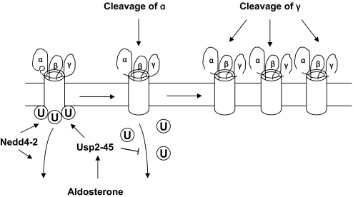 Figure 10.