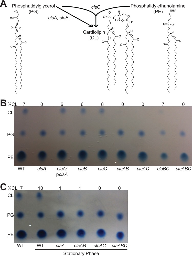 FIG 1 