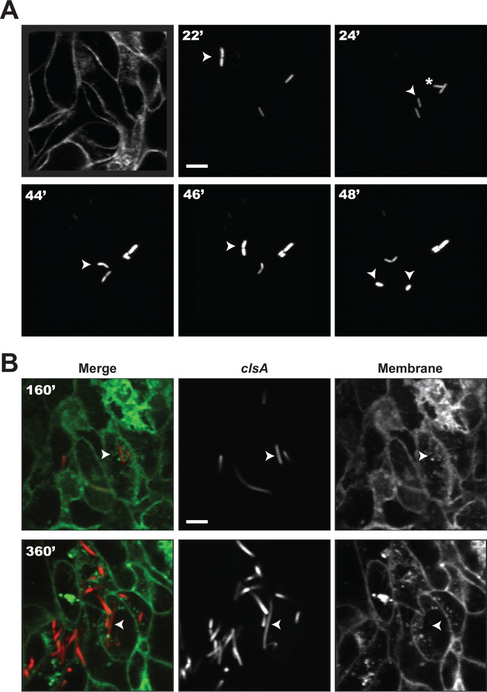 FIG 6 