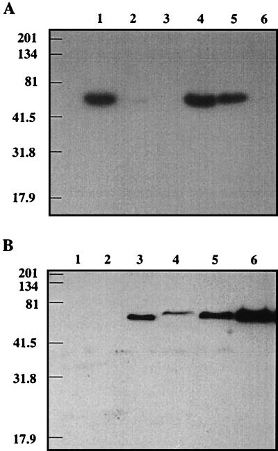 FIG. 6