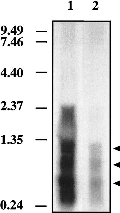 FIG. 8