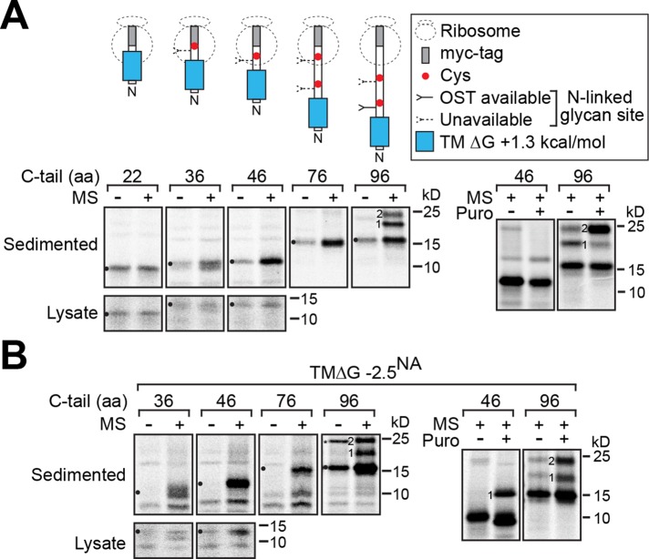 FIGURE 6: