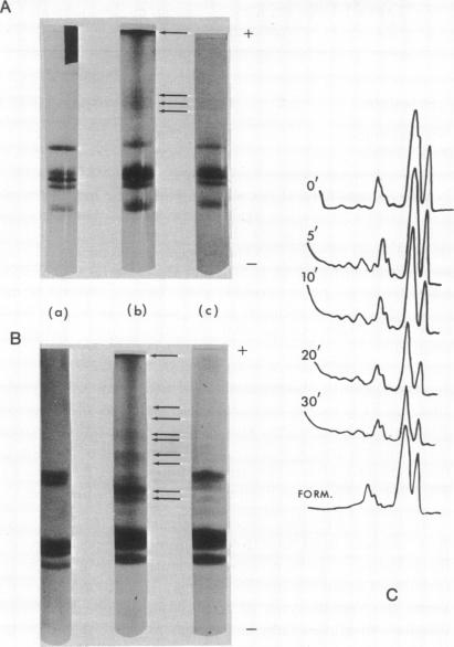 graphic file with name pnas00047-0092-a.jpg