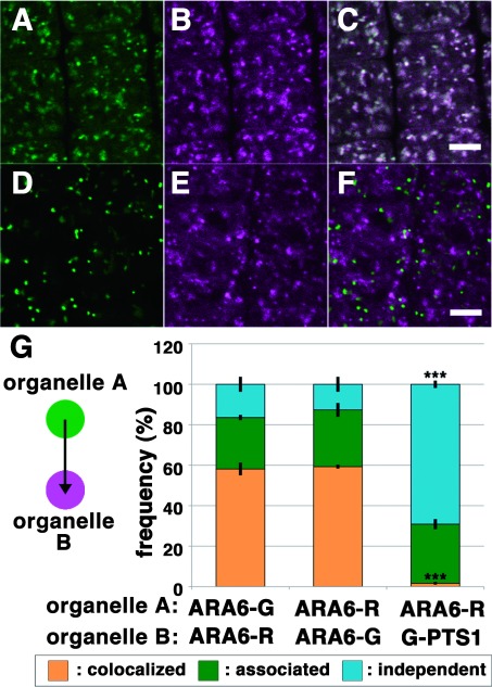 Figure 1. Quantitative analysis of the localization patterns of ARA6-GFP/ARA6-mRFP and ARA6-RFP/GFP-PTS1 in root epidermal cells near meristematic regions of A. thaliana. (A–C) Comparison between subcellular localization of ARA6-GFP (A, green) and ARA6-mRFP (B, magenta). (C) Merged image of (A) and (B). Scale bar=5 µm. (D–F) Subcellular distribution of peroxisomes (GFP-PTS1) (D, green) and ARA6-mRFP (E), magenta. (F) Merged image of (D) and (E). Scale bar=5 µm. (G) Stack bar graph representing the relationships of ARA6-GFP/ARA6-mRFP and ARA6-mRFP/GFP-PTS1. The distances from the center of each ARA6-GFP spot to the center of the closest ARA6-mRFP spot (left bar) and the distances from the center of each ARA6-mRFP spot to the center of the closest ARA6-GFP spot (middle bar) were classified as described previously (Ito et al. 2012). The graph shows that there were no differences between the two measurements (p>0.5 by Student’s t-test). On the other hand, the frequency of colocalization was significantly lower for ARA6-mRFP/GFP-PTS1 (right bar) (p***<0.001 by Tukey’s test). Error bars indicate±standard deviation.