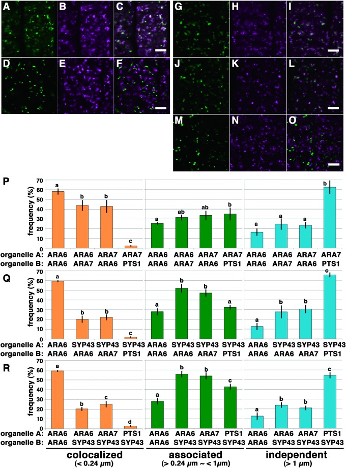 Figure 2. Quantitative analysis of the localization pattern of two distinctive RAB5 endosomes and SYP43-localizing TGN in root epidermal cells near meristematic regions of A. thaliana. (A–C) Distribution of ARA6-GFP (A, green) and mRFP-ARA7 (B, magenta). (C) Merged image of (A) and (B). Scale bar=5 µm. (D–F) Distribution of peroxisomes (GFP-PTS1) (D, green) and mRFP-ARA7 (E, magenta). (F) Merged image of (D) and (E). Scale bar=5 µm. (G–I) Distribution of the TGN compartments labeled by GFP-SYP43 (G, green) and MVEs labeled by ARA6-mRFP (H, magenta). (I) Merged image of (G) and (H). Scale bars=5 µm. (J–L) Distribution of the TGN compartments labeled by GFP-SYP43 (J, green) and MVEs labeled by mRFP-ARA7 (K, magenta). (L) Merged image of (J) and (K). Scale bars=5 µm. (M–O) Distribution of the peroxisomes labeled by GFP-PTS1 (M, green) and the TGN compartments labeled by mRFP-SYP43 (N, magenta). (O) Merged image of (M) and (N). Scale bars=5 µm. (P) Bar graphs representing the localization relationships of ARA6/ARA7 and ARA7/PTS1. The frequency of colocalization for ARA6/ARA7 was significantly lower than for ARA6/ARA6, indicating that ARA6 and ARA7 only partially overlap with each other (p<0.05 by Tukey’s test). Localization frequency of ARA6/ARA6 shown in Figure 1G is represented here as the positive control. Error bars indicate±standard deviation. (Q) Bar graph representing the localization of the TGN in relation to ARA6, ARA7 and peroxisomes. The distances from the center of each SYP43 spot to the center of the closest marker spot (ARA6, ARA7 or PTS1) were classified. The graph indicates that the majority of the population of SYP43 foci was classified as “associated” with ARA6 or ARA7 foci (middle graph). A subpopulation of SYP43 was classified as “colocalized” with ARA6 or ARA7 (left graph) (p<0.05 by Tukey’s test). Localization frequency of ARA6/ARA6 shown in Figure 1G is represented here as the positive control. Error bars indicate±standard deviation. (R) Bar graph representing the localization of ARA6, ARA7 and peroxisomes in relation to the TGN. The distances from the center of each marker (either ARA6, ARA7 or PTS1) to the center of the closest SYP43 spot were classified (p<0.05 by Tukey’s test). Similarly to the result in Figure 2Q, the majority of the populations of ARA6 and ARA7 foci were classified as “associated” with SYP43 foci (middle graph). Subpopulations of ARA6 and ARA7 were classified as “colocalized” with SYP43 (left graph). The frequency of the colocalization of ARA7/SYP43 pairs was significantly higher than for ARA6/SYP43 pairs (p<0.05 by Tukey’s test). Localization frequency of ARA6/ARA6 shown in Figure 1G is represented here as the positive control. Error bars indicate±standard deviation.