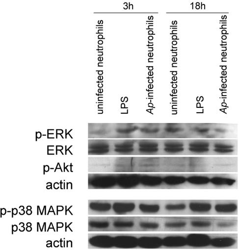 FIG. 5.