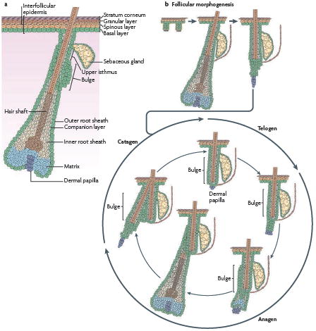 Box 1 Homeostasis in the epidermis and hair follicle