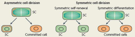 Box 2 Homeostasis through asymmetric and symmetric SC divisions