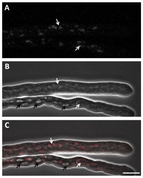 Fig. 9