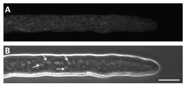 Fig. 10