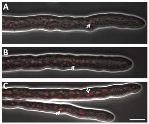 Fig. 5