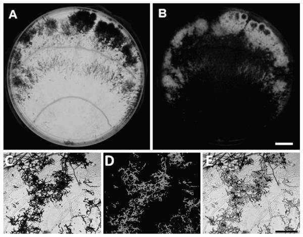 Fig. 2