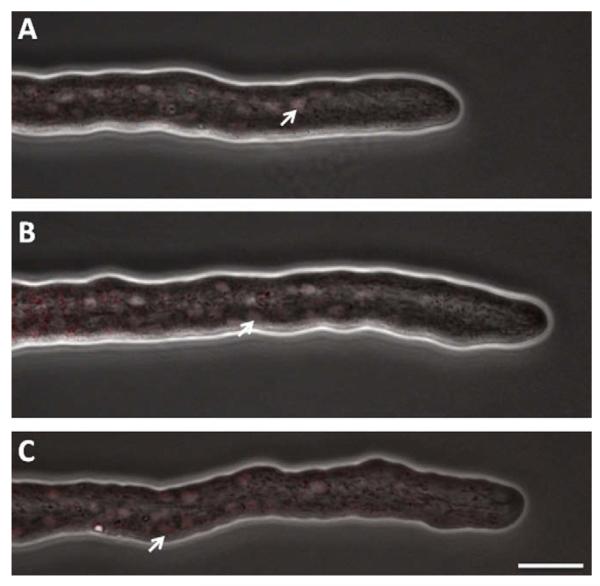 Fig. 7