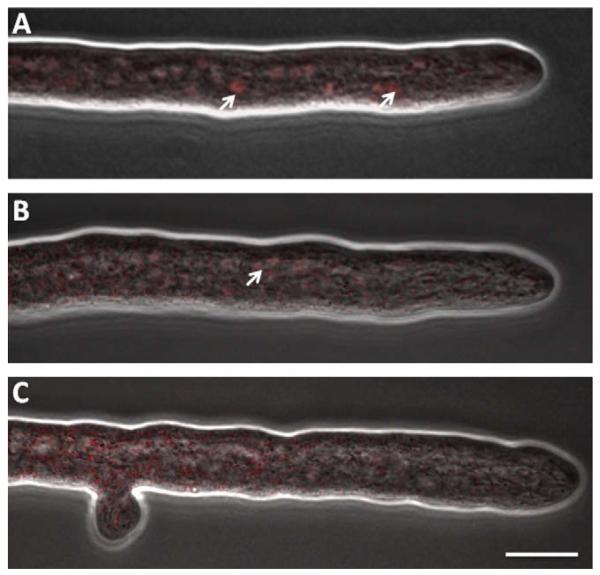 Fig. 6