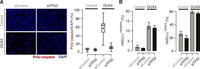 Figure 1—figure supplement 1.