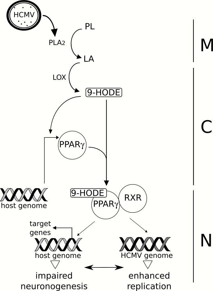 Fig 12