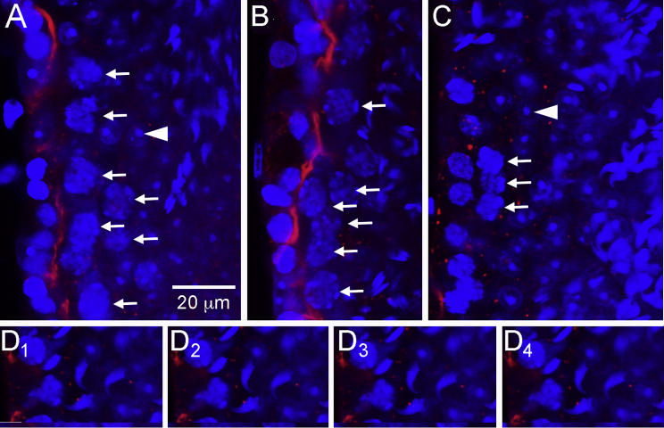 Figure 6