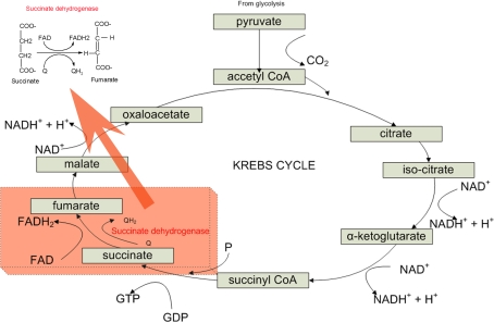 Fig. 1