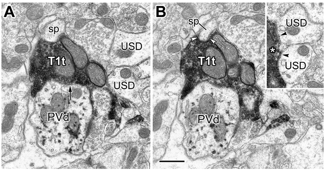 Fig. 10