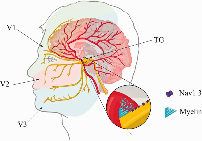 Figure 1.