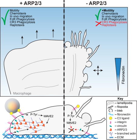 graphic file with name nihms904095u1.jpg