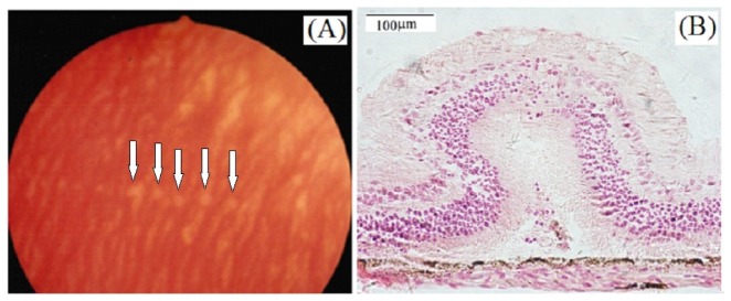 Fig. 5