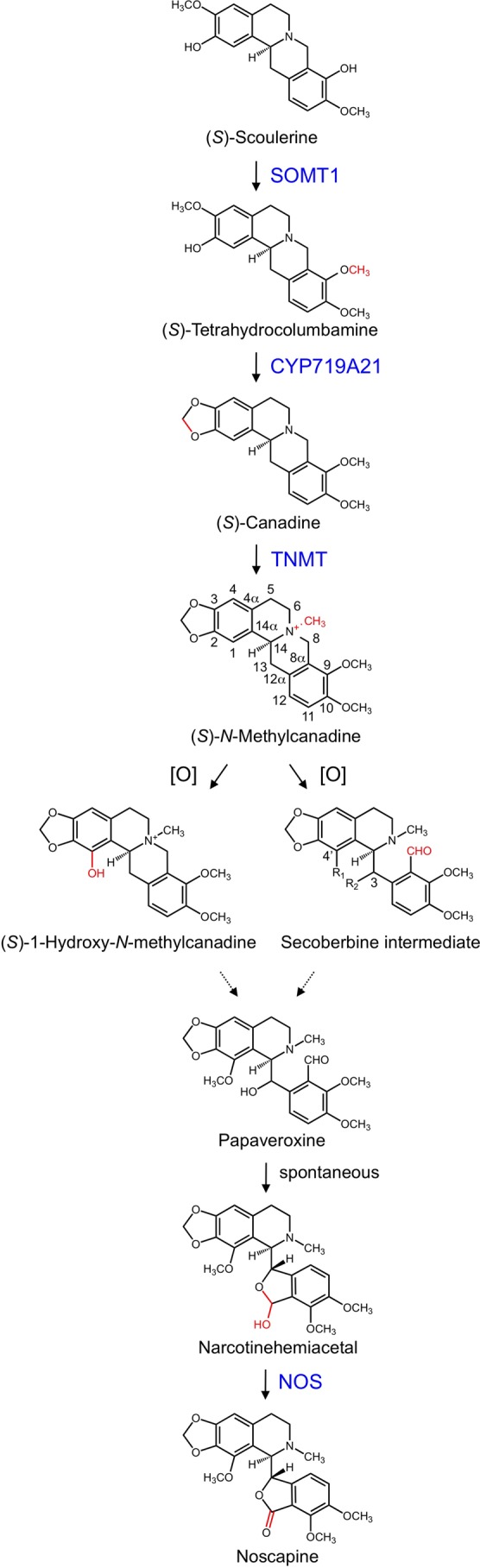 FIGURE 1.