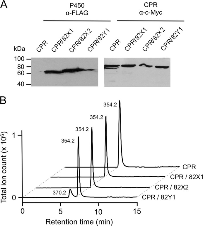 FIGURE 4.