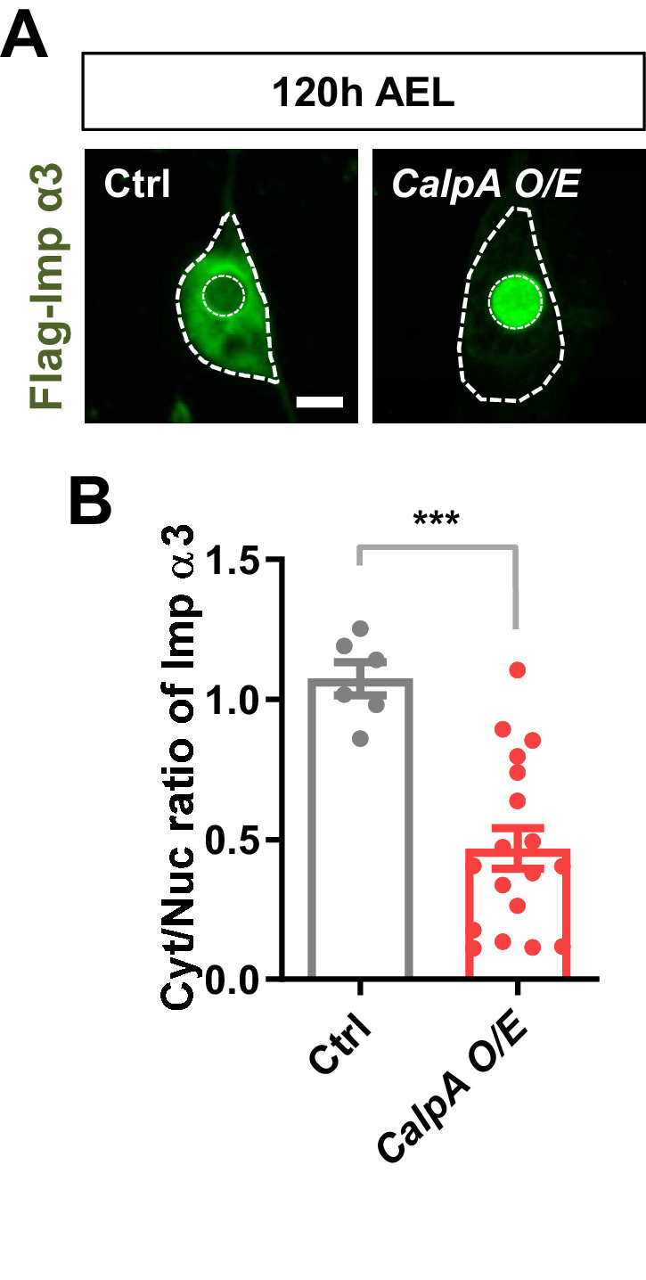 Figure 5—figure supplement 1.